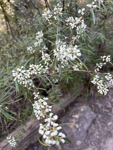 Logania albiflora observed 2026-09-18