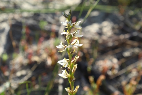 Image of Prasophyllum hians by (c) Em Lamond, some rights reserved (CC BY)