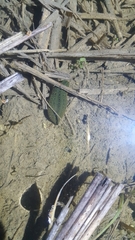 Whitmania pigra