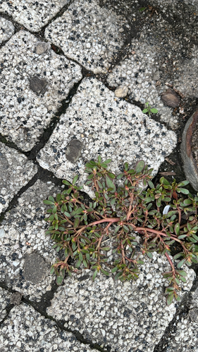 Common Purslane