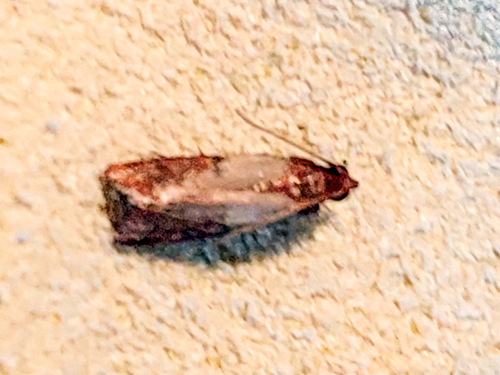 Indian-Meal Moth