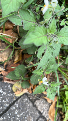 black nightshade
