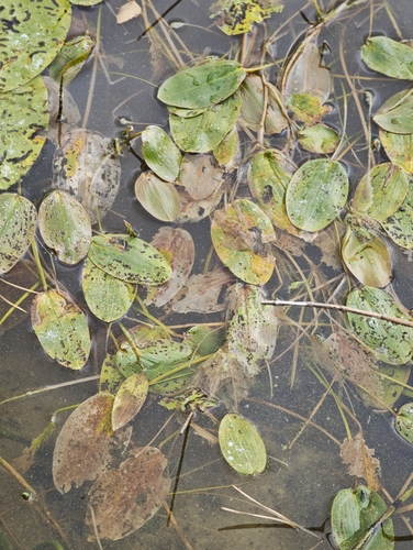 Potamogeton natans, photograph 6