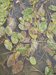 Potamogeton natans, photograph (c) Igor Balashov, some rights reserved (CC BY)