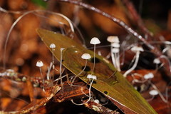 Mycena albidocapillaris