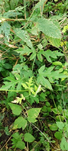 hogweed