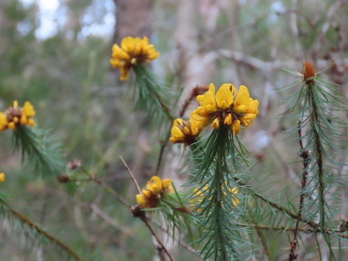 Pultenaea stipularis