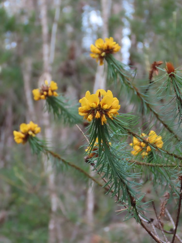 Pultenaea stipularis, photograph 1