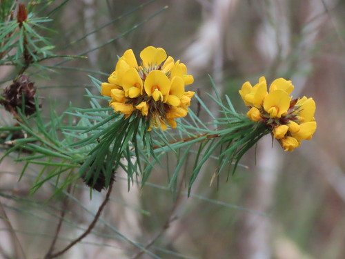 Pultenaea stipularis, photograph 2