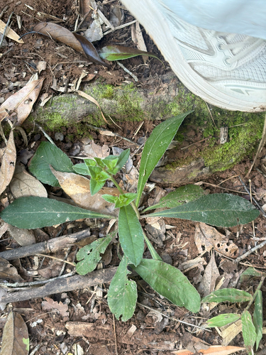 Elephantopus scaber observed 2026-09-12