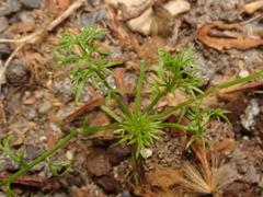 Magnoliopsida