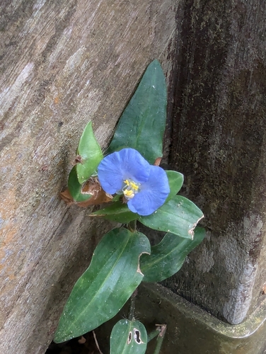 Commelina auriculata observed 2026-09-20