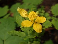 Chelidonium majus