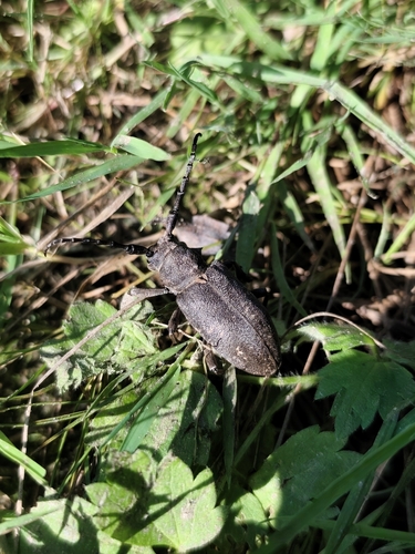 Weaver beetle