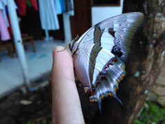 Polyura schreiber
