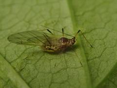 Aphididae