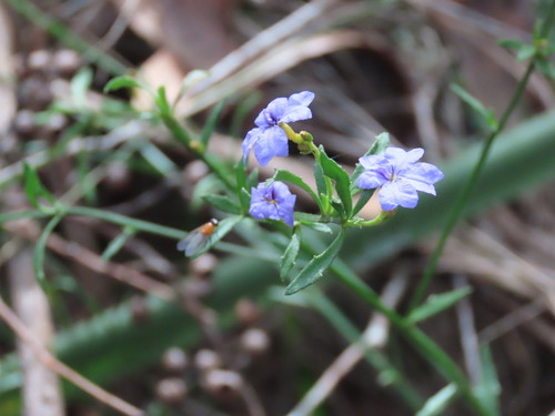 Dampiera stricta, photograph 6