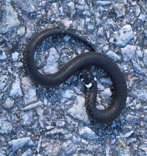 grass snake