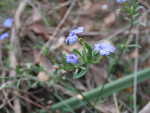 Dampiera stricta, photograph 5