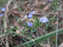 Dampiera stricta, photograph (c) ian_mcallan, some rights reserved (CC BY)