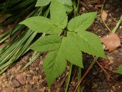 Aegopodium podagraria