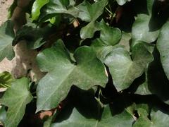 Hedera helix