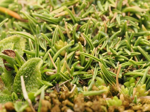 Agrostis muscosa observed 2026-09-20