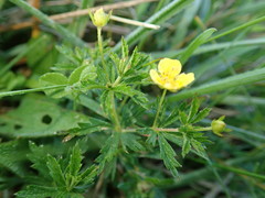 Potentilla erecta