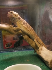 Pogona