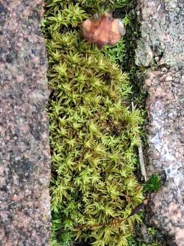 Barbula unguiculata observed 2026-09-22