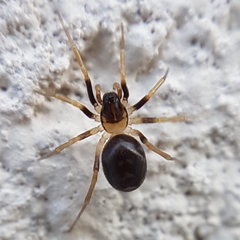 Zodarion elegans