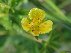 Potentilla erecta