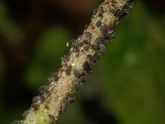 Aphis hederae