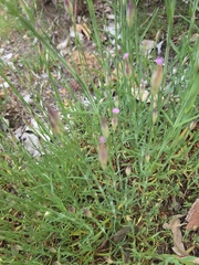 Petrorhagia dubia, photograph (c) Belinda Forbes, some rights reserved (CC BY)