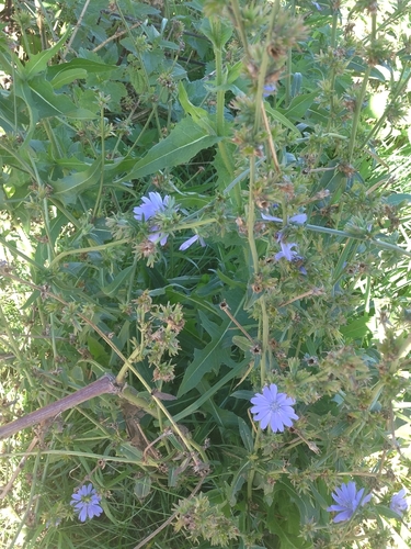 chicory