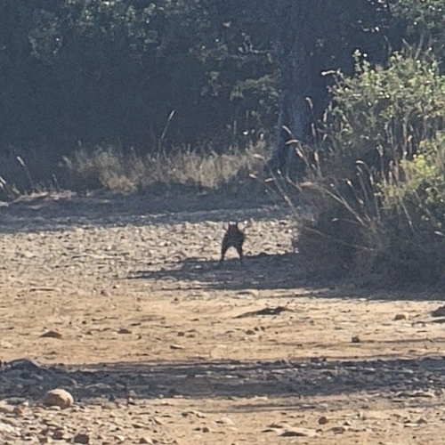 Eurasian Red Squirrel