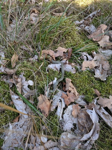 grass snake