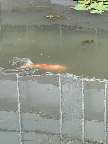 Goldfish