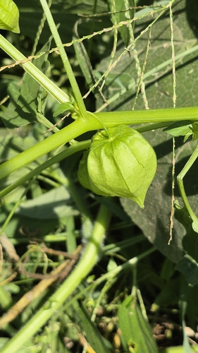 cutleaf groundcherry