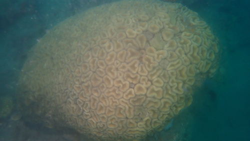 Lobophyllia hemprichii observed 2026-09-14