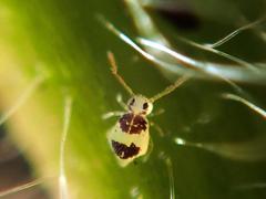 Deuterosminthurus bicinctus