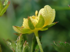 Potentilla erecta