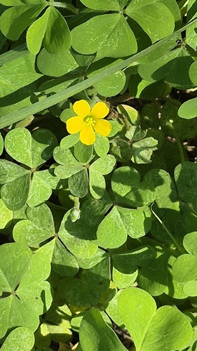 Creeping Woodsorrel