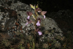 Himantoglossum comperianum