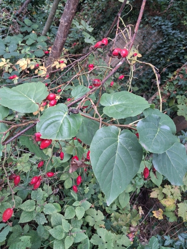 Alnus cordata