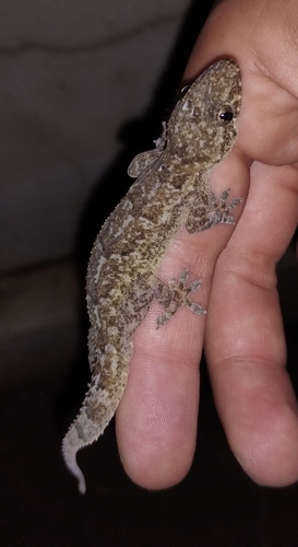 Tropical House Gecko