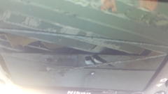 Hirundo rustica gutturalis