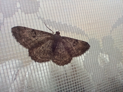 Willow Beauty