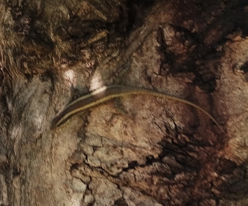 African Striped Skink