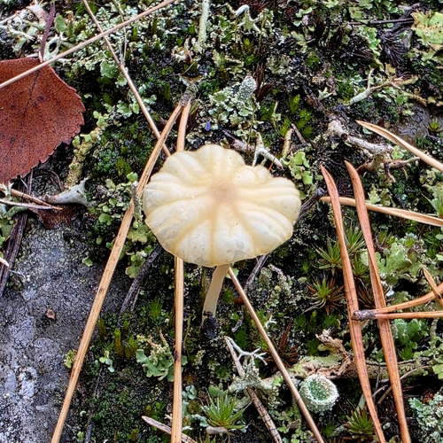 Lichen Agaric